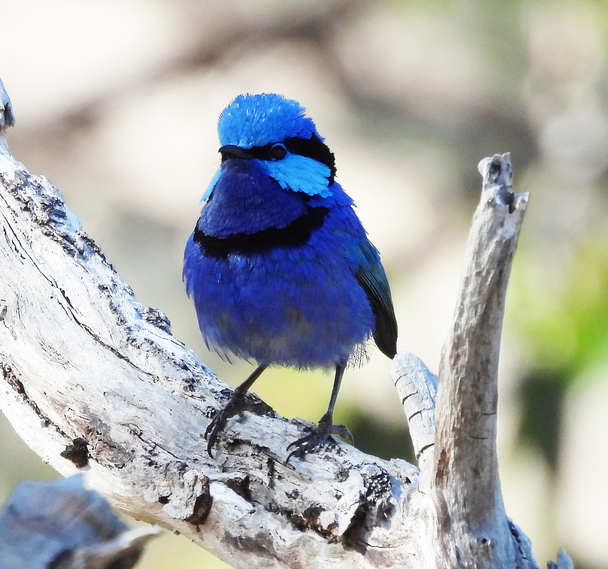 Splendid Fairywren - Gary Graves