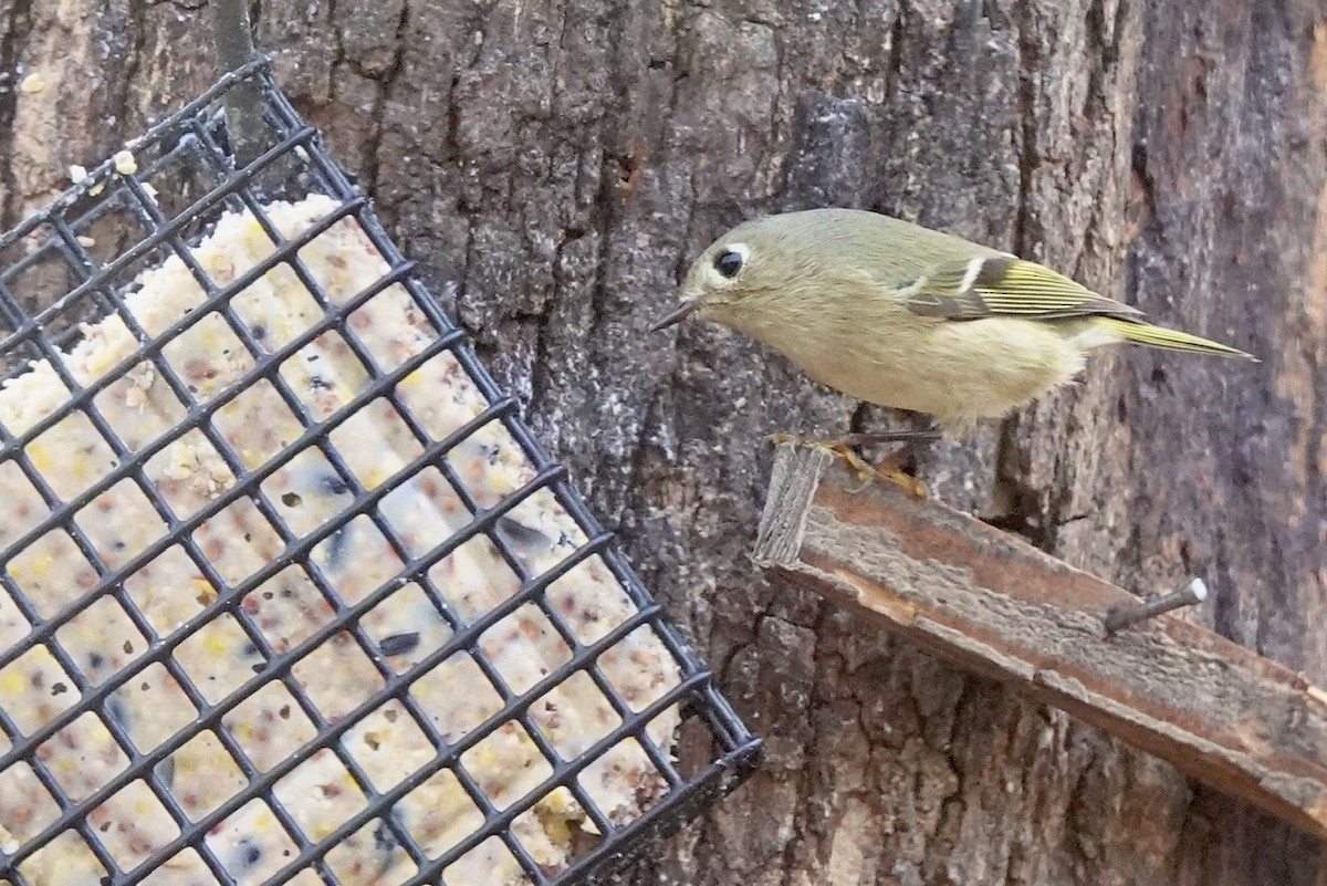 Ruby-crowned Kinglet - ML628349903