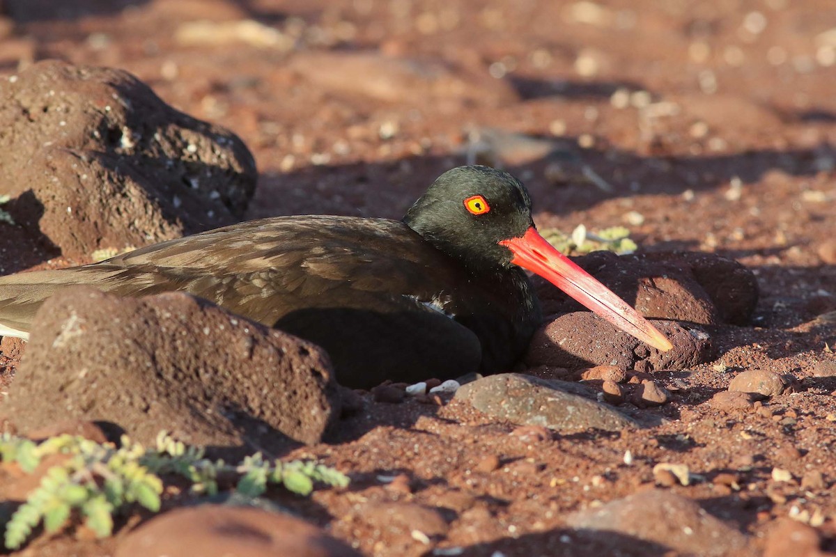 American Oystercatcher - ML62834991