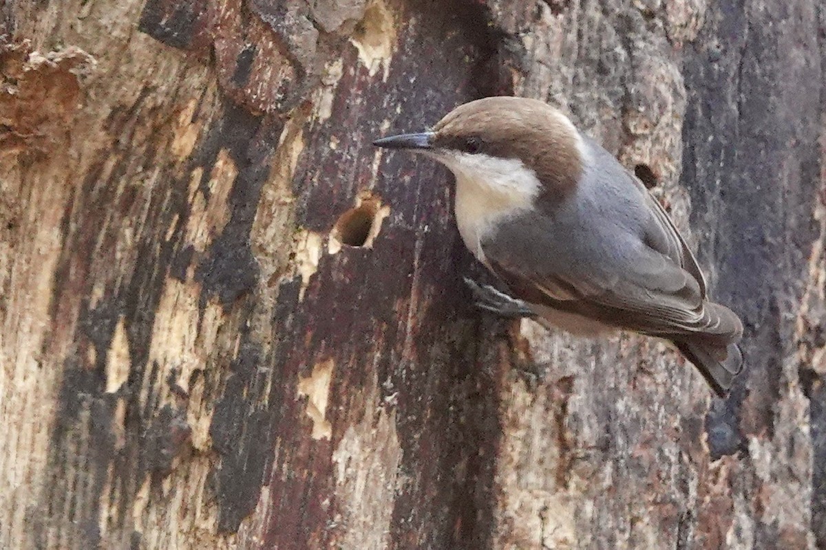 Brown-headed Nuthatch - ML628349928