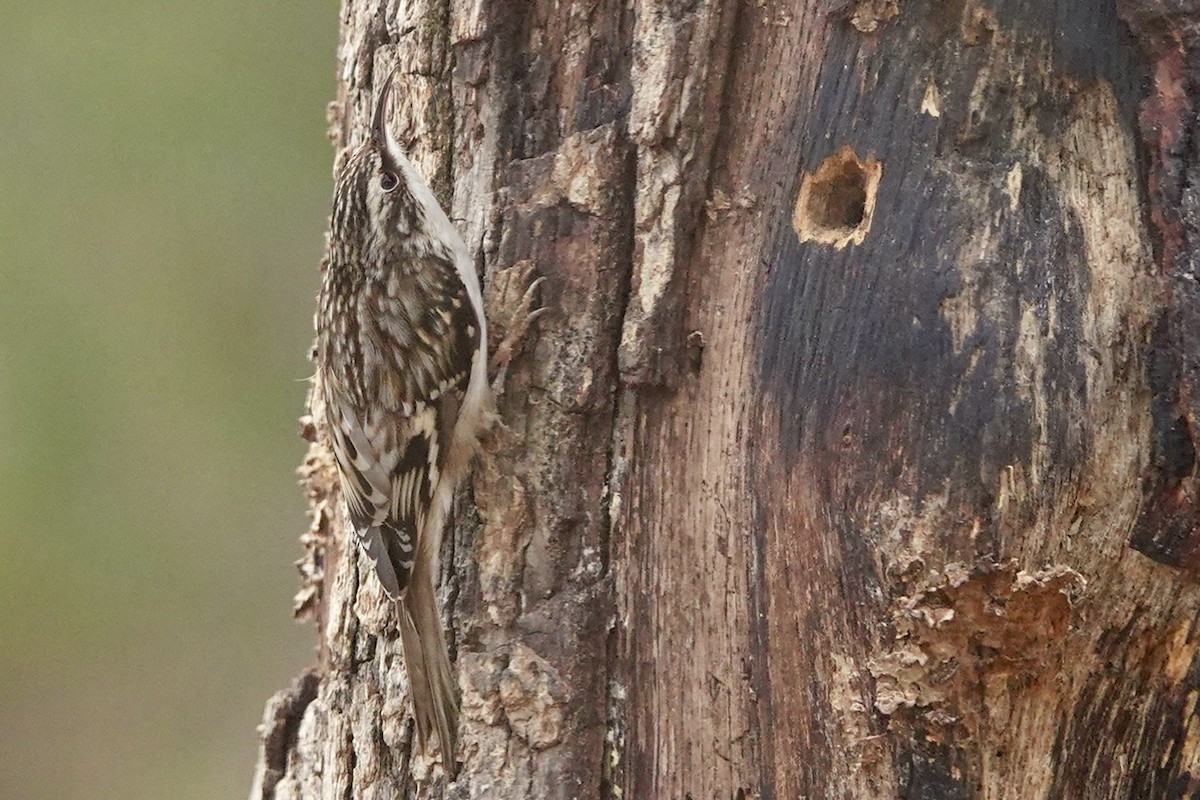 Brown Creeper - ML628349942