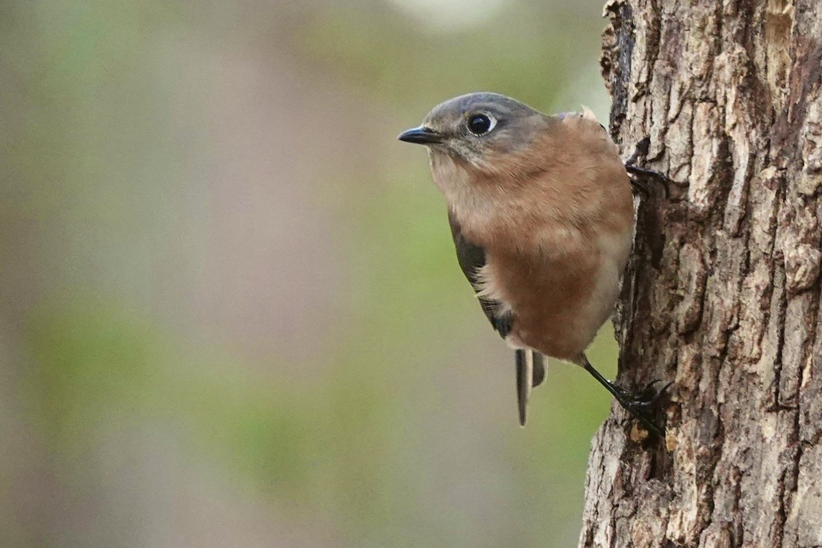 Eastern Bluebird - ML628349975