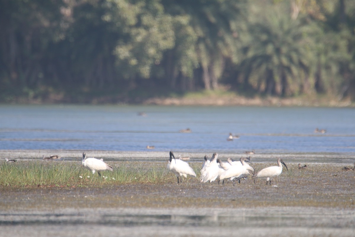 Black-headed Ibis - ML628349980
