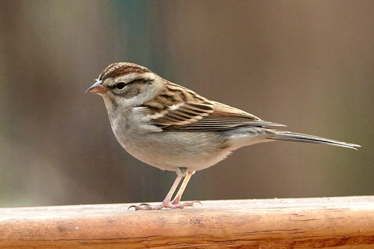 Chipping Sparrow - ML628349990