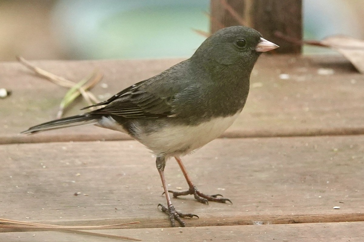 Dark-eyed Junco (Slate-colored) - ML628350013