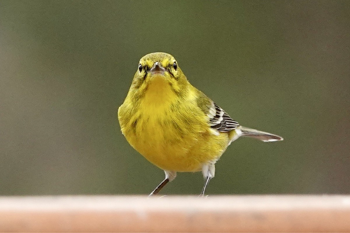 Pine Warbler - ML628350020