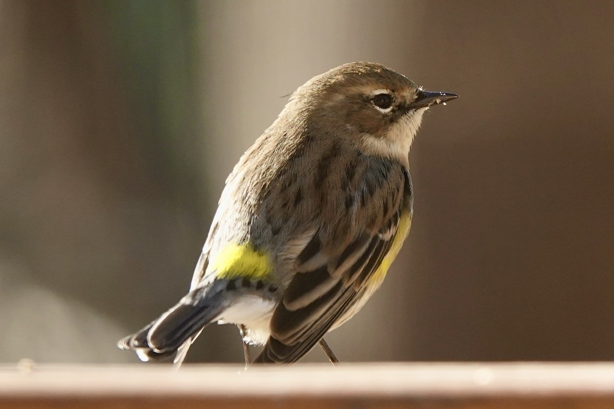 Yellow-rumped Warbler (Myrtle) - ML628350039