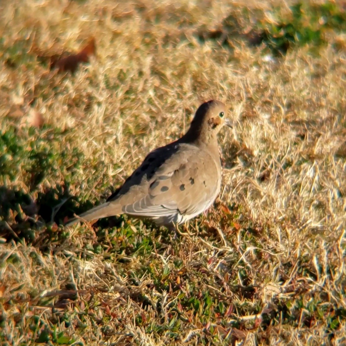 Mourning Dove - ML628350099