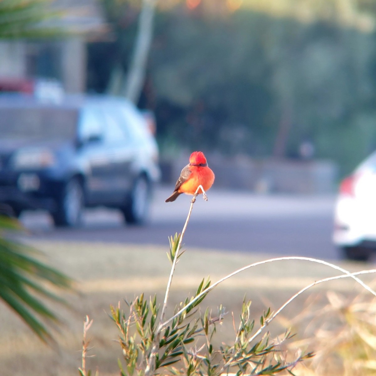 Vermilion Flycatcher - ML628350106