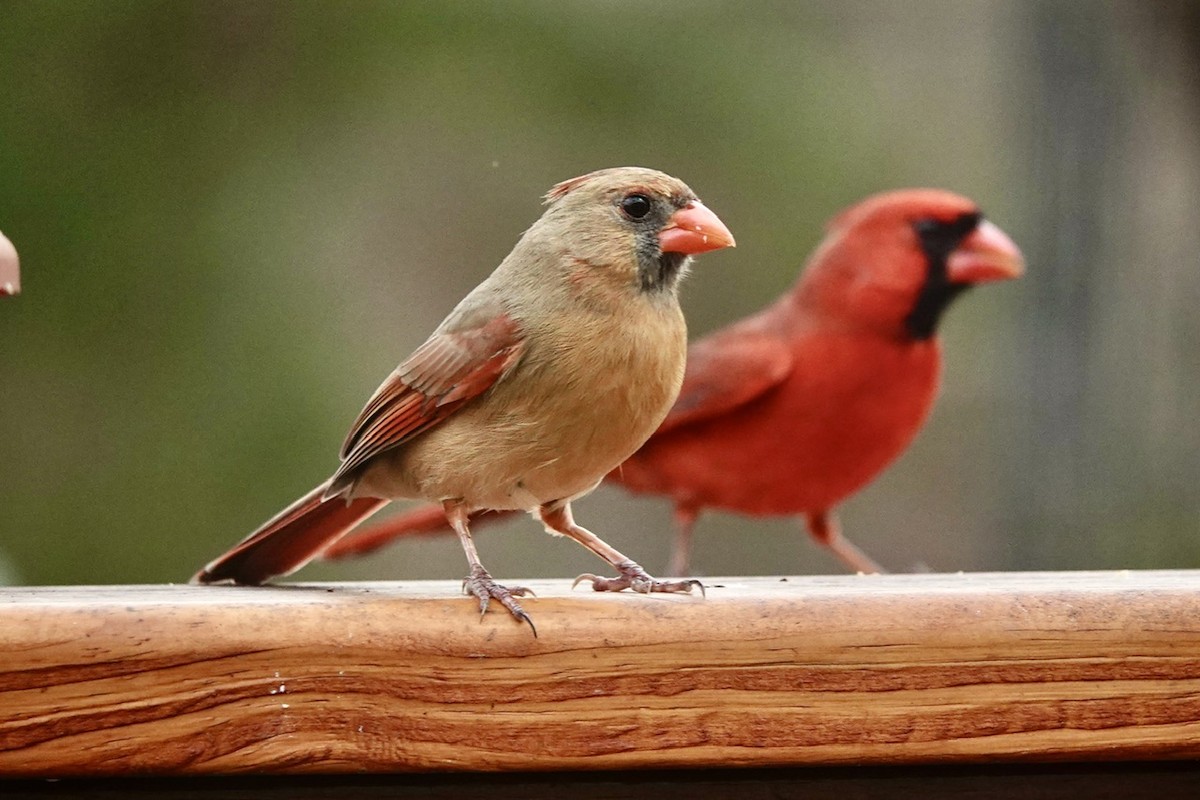 Northern Cardinal - ML628350109