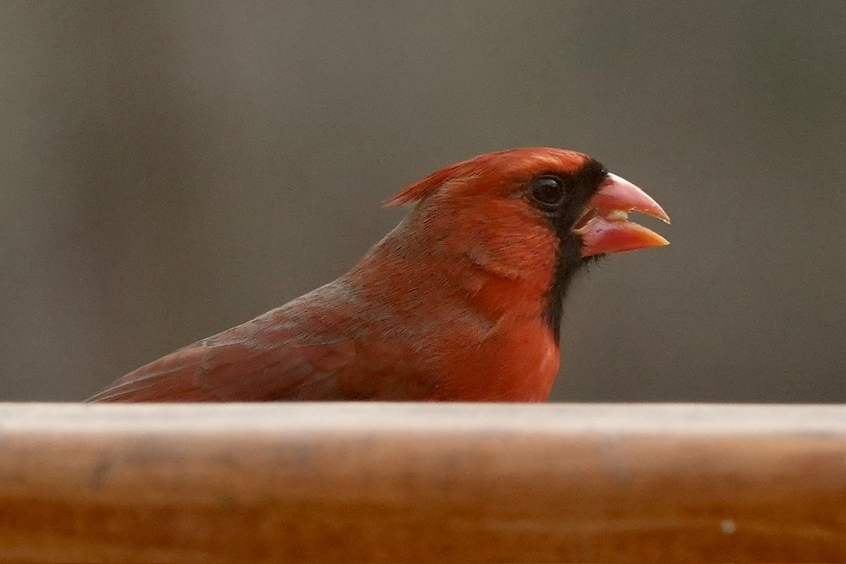 Northern Cardinal - ML628350110