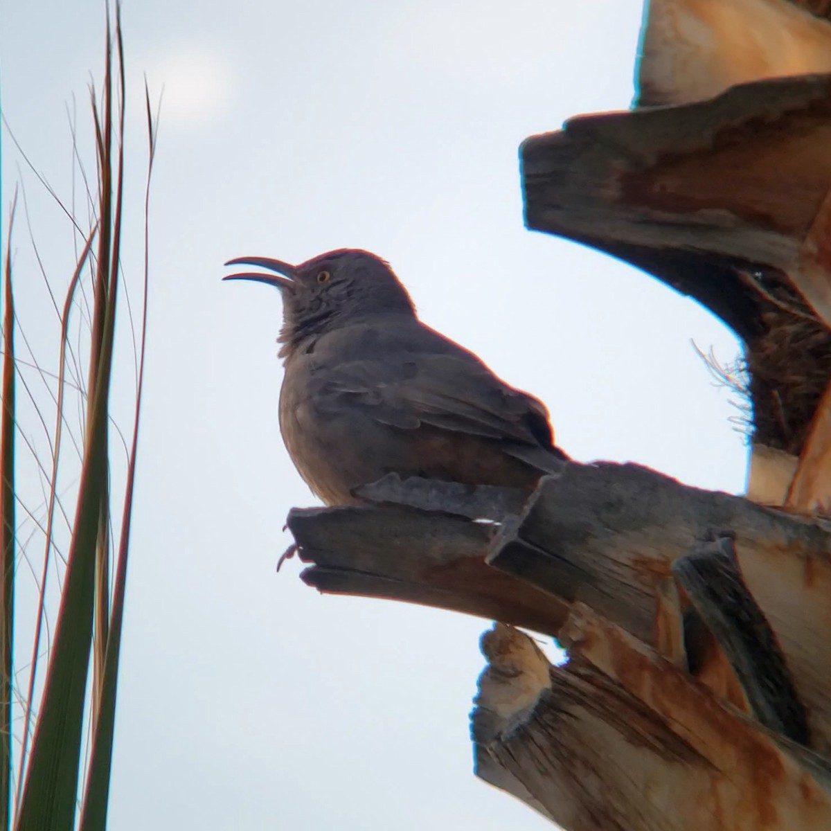 Curve-billed Thrasher - ML628350116