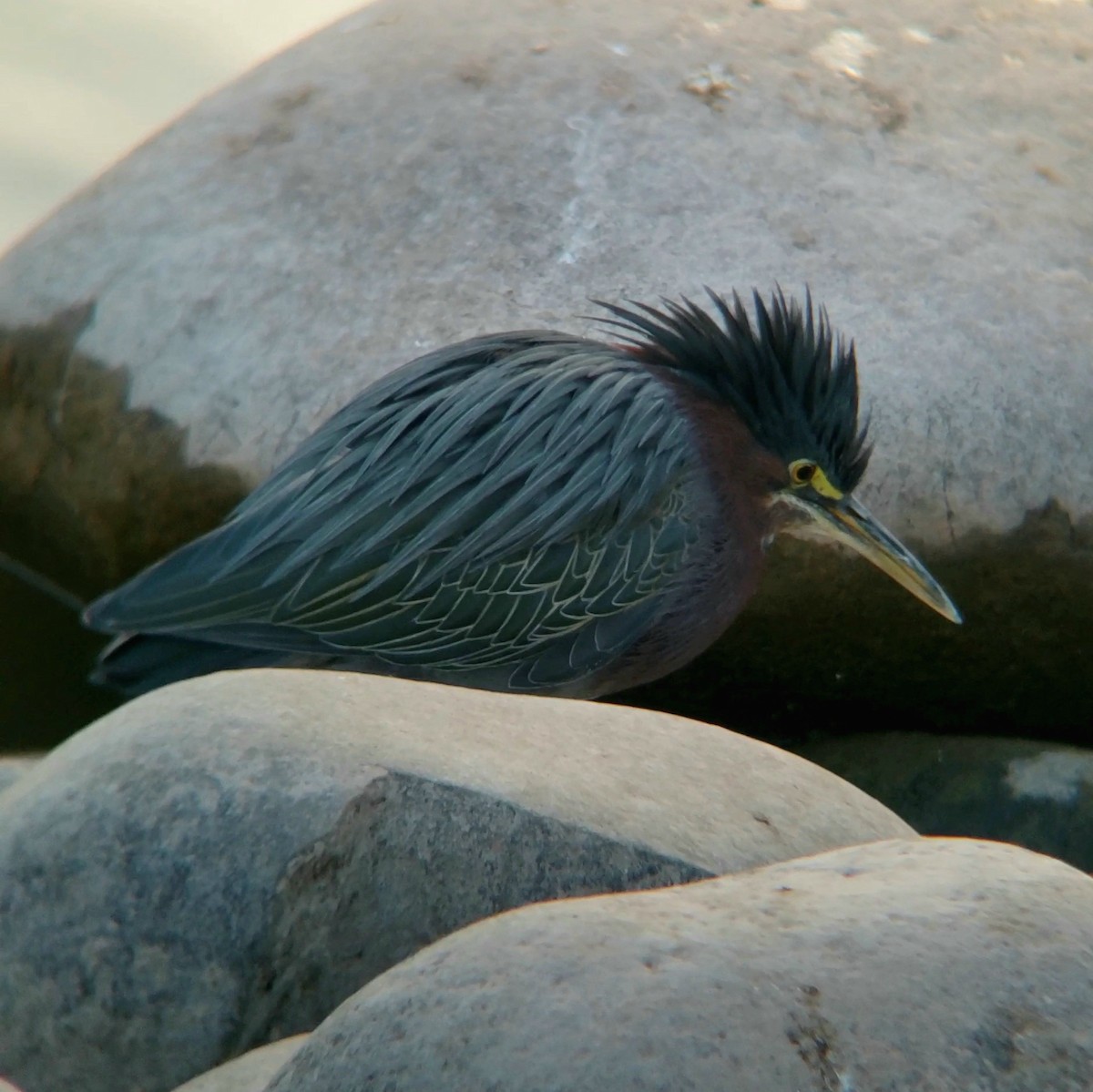 Green Heron - ML628350136