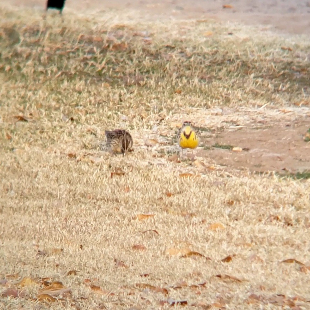 Western Meadowlark - ML628350165