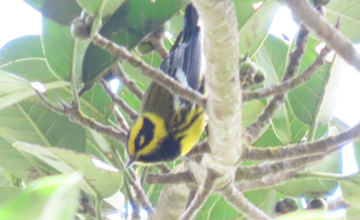 Townsend's Warbler - ML628350300