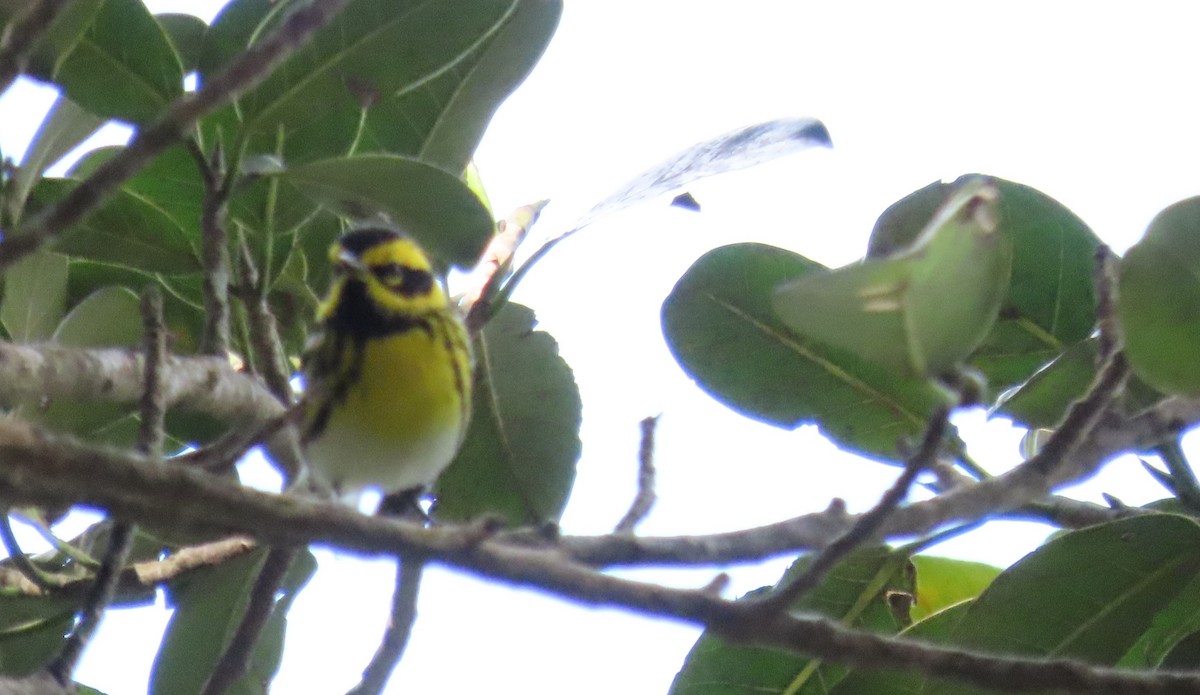 Townsend's Warbler - ML628350301