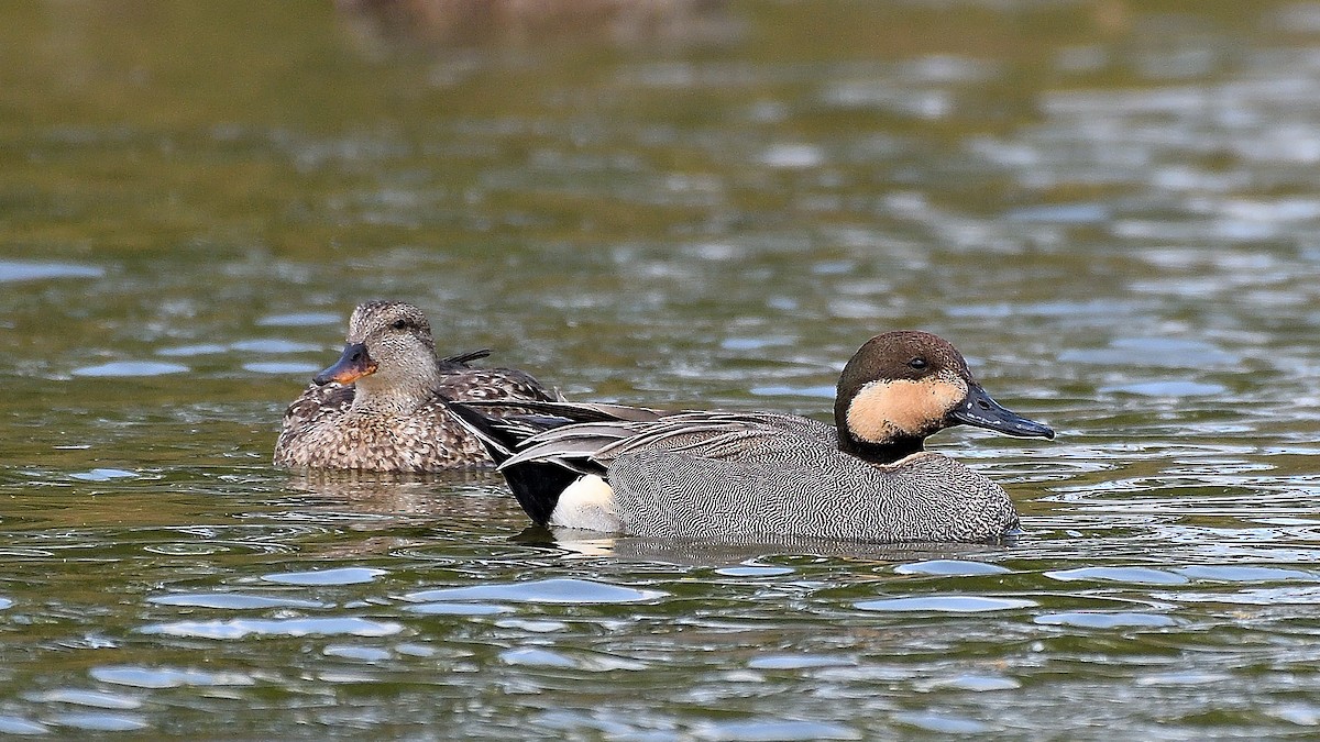 Gadwall x Northern Pintail (hybrid) - ML628350417