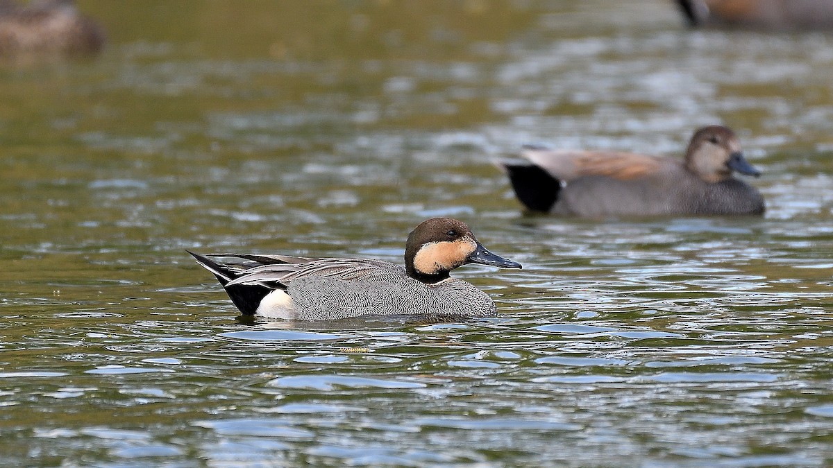 Gadwall x Northern Pintail (hybrid) - ML628350427