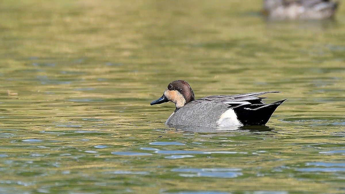 Gadwall x Northern Pintail (hybrid) - ML628350454