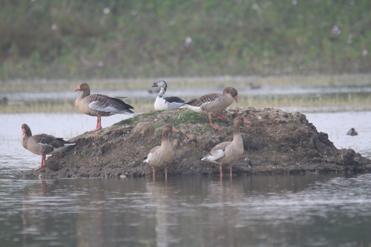 Graylag Goose - ML628350644