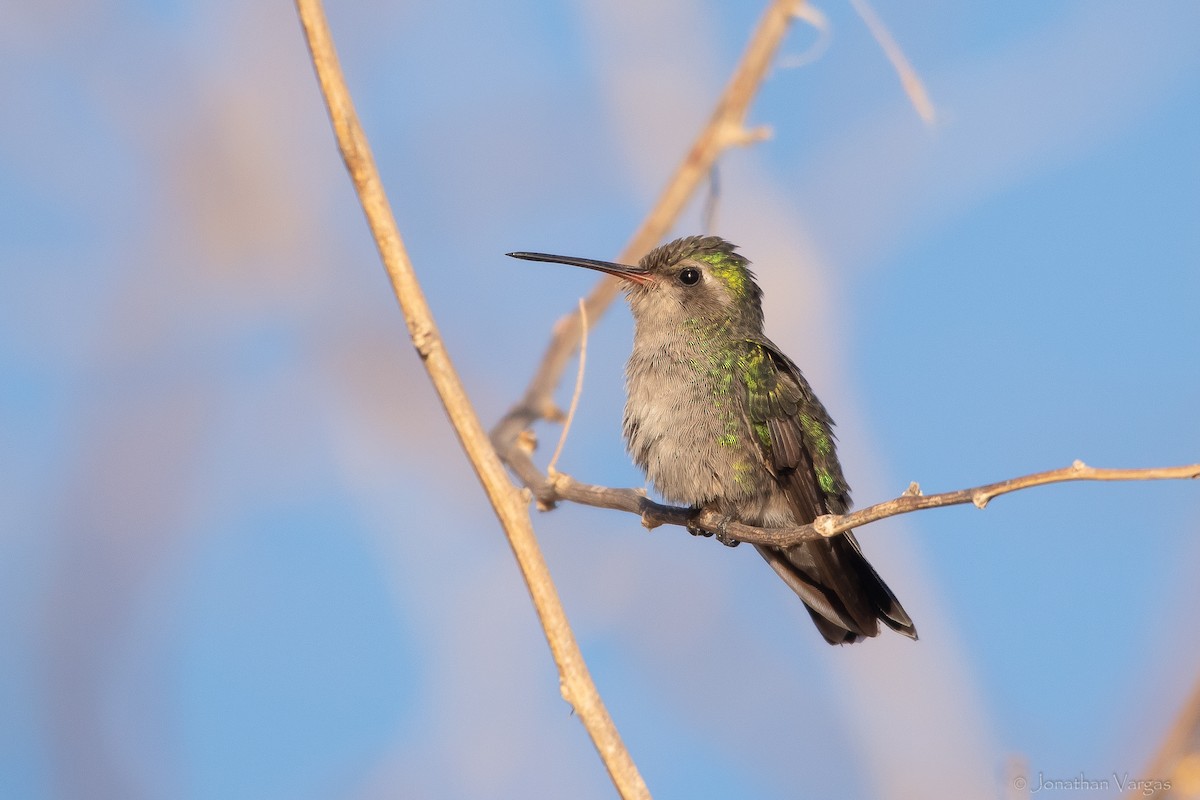 Tres Marias Hummingbird - ML628350647