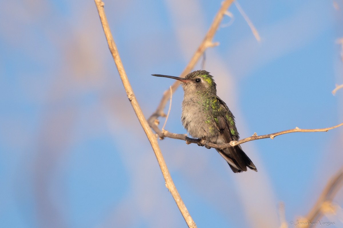Tres Marias Hummingbird - ML628350648