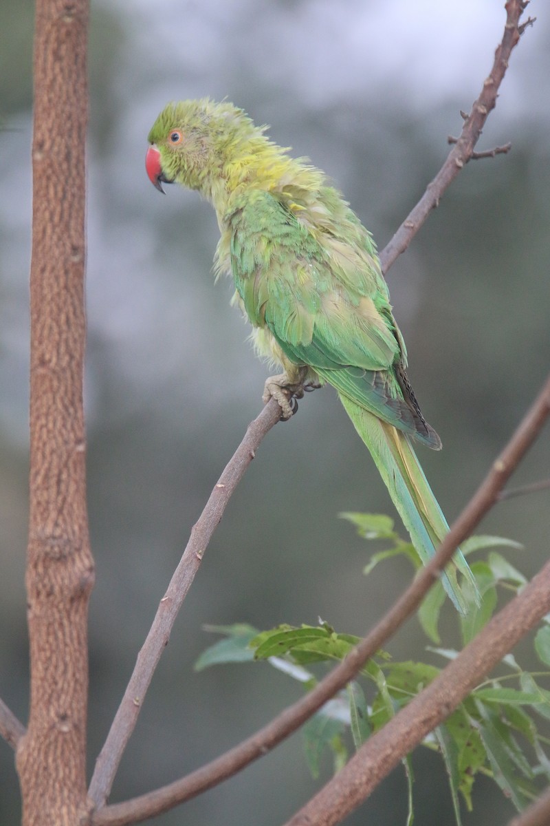Rose-ringed Parakeet - ML628350667