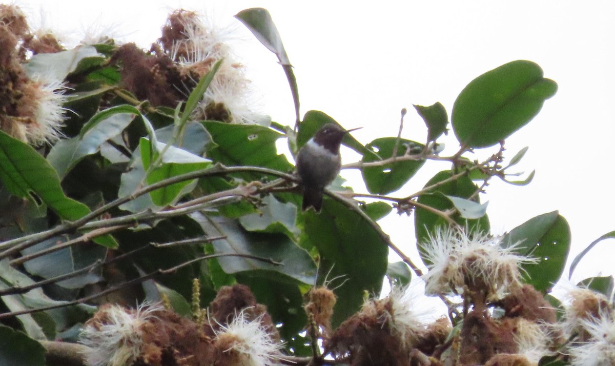 Ruby-throated Hummingbird - ML628350767