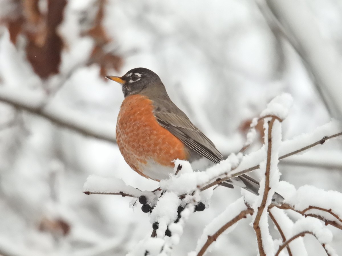 American Robin - ML628350796