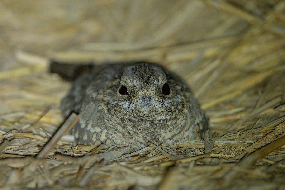 Nubian Nightjar - ML628350954