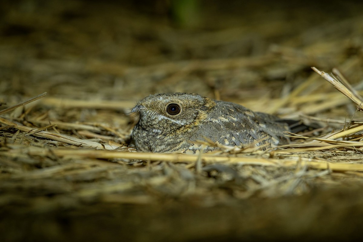 Nubian Nightjar - ML628350955