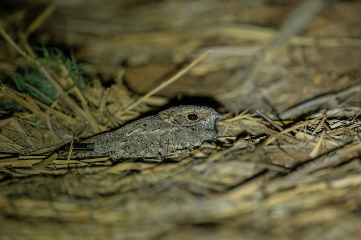 Nubian Nightjar - ML628350957