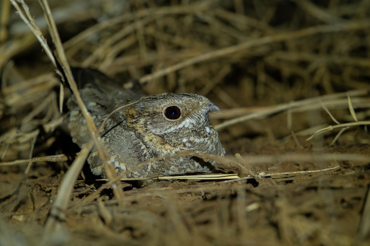 Nubian Nightjar - ML628350959