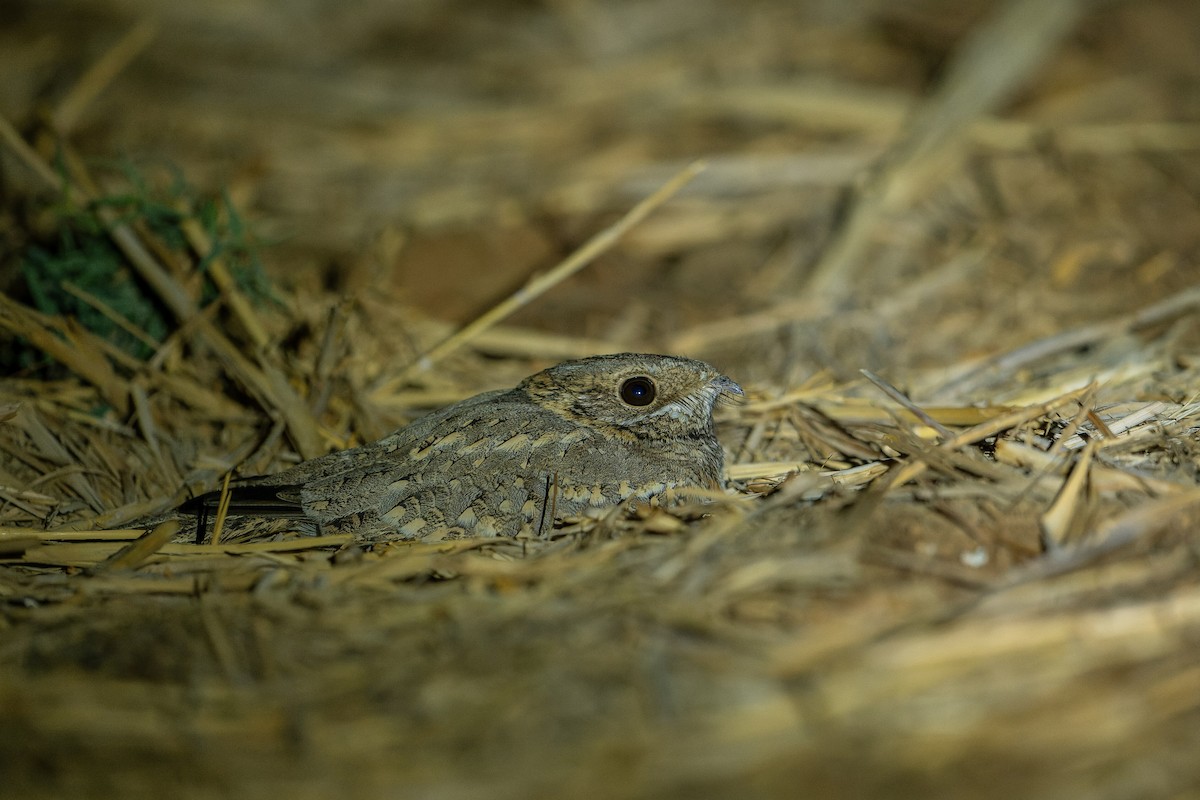 Nubian Nightjar - ML628350961