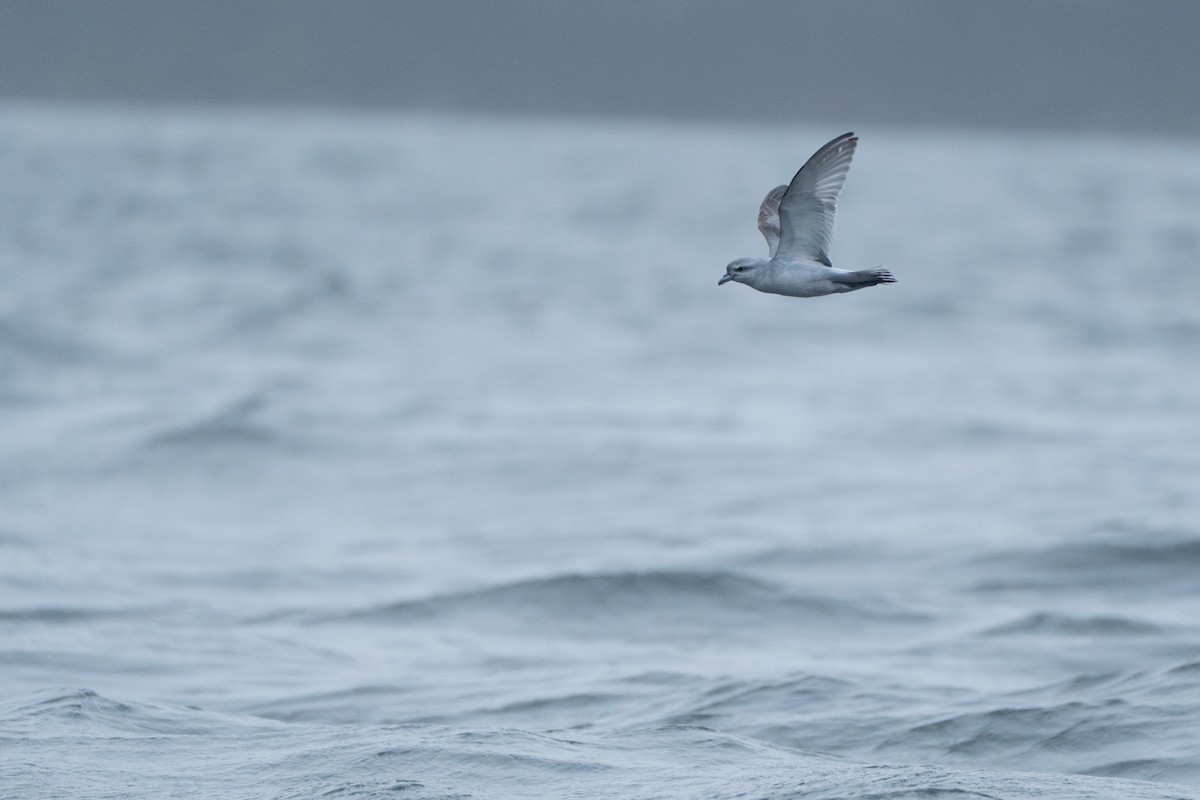 Fulmar Prion - ML628350992