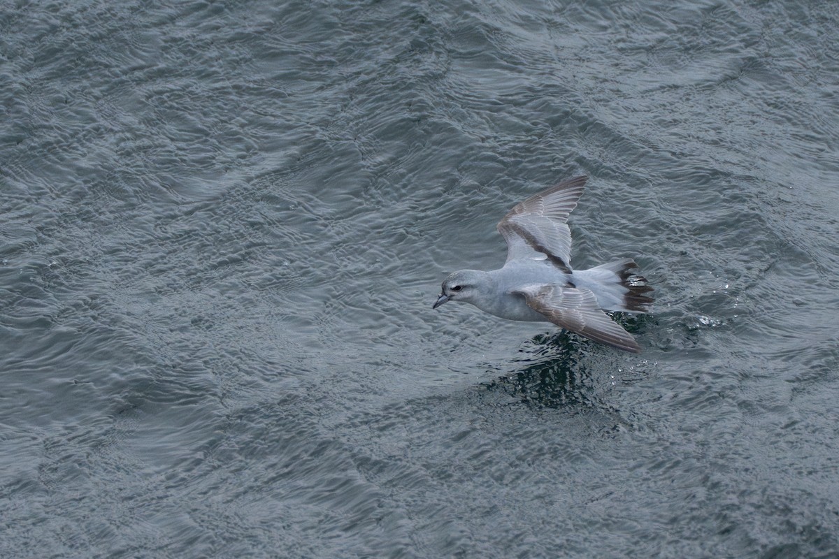 Fulmar Prion - ML628350993
