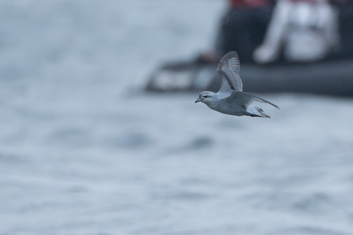Fulmar Prion - ML628350994