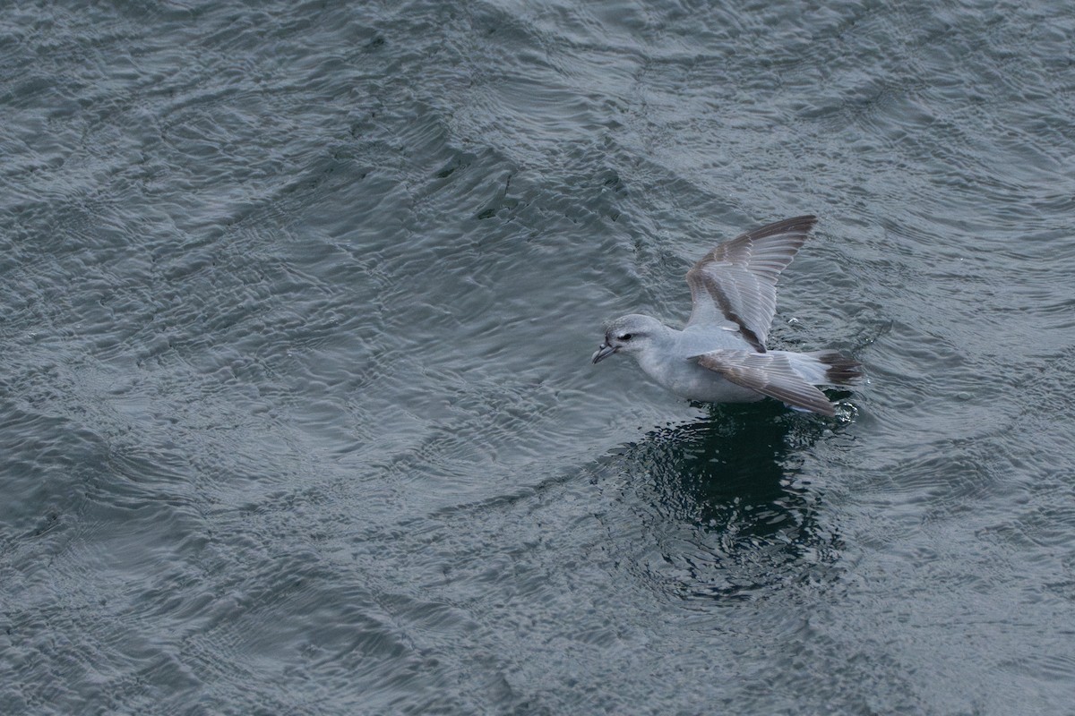 Fulmar Prion - ML628350995