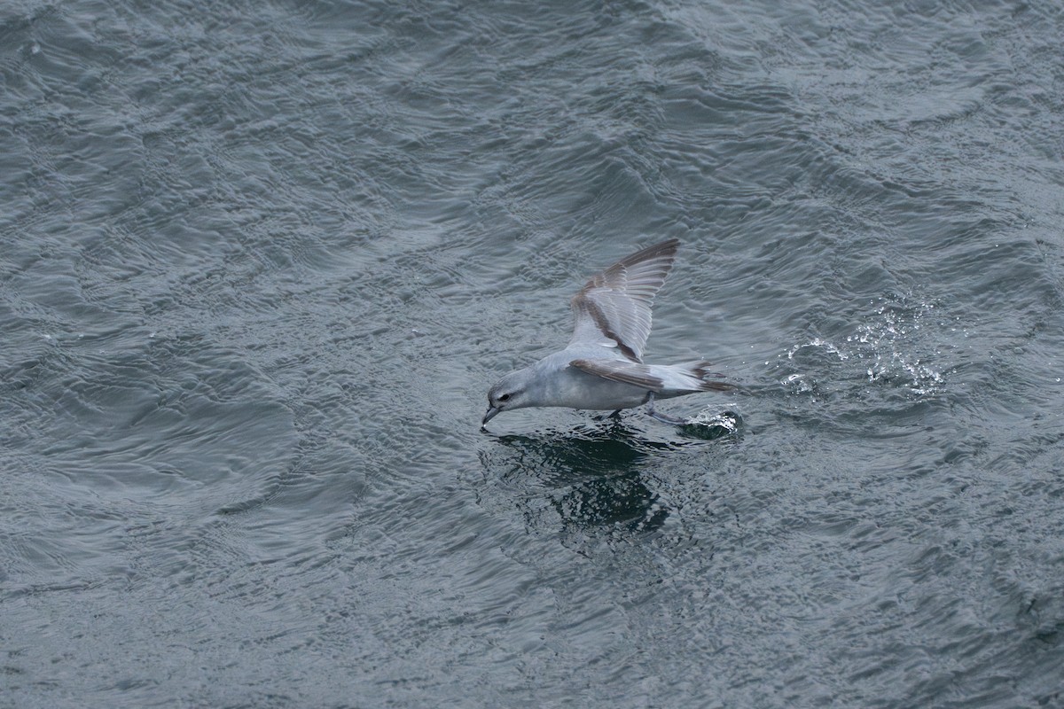 Fulmar Prion - ML628350996
