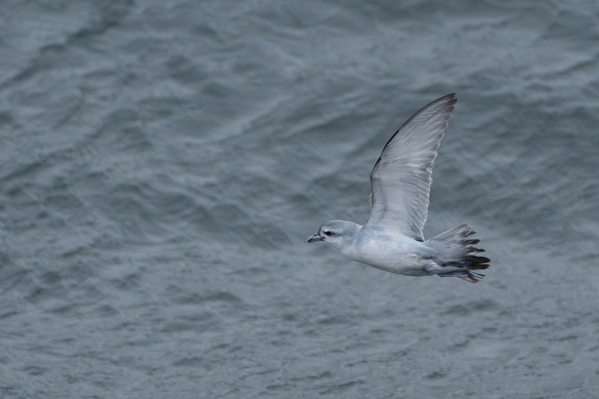 Fulmar Prion - ML628350997