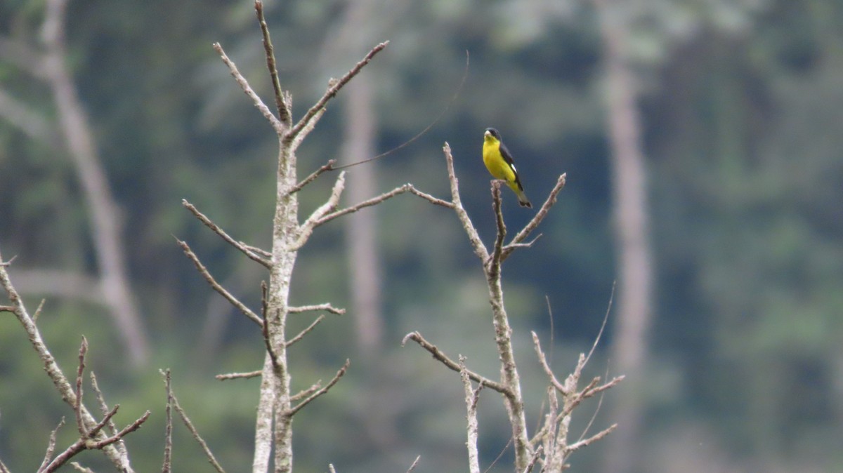 Lesser Goldfinch - ML628351104