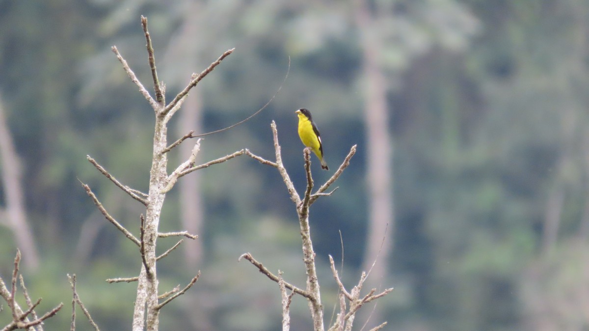 Lesser Goldfinch - ML628351105