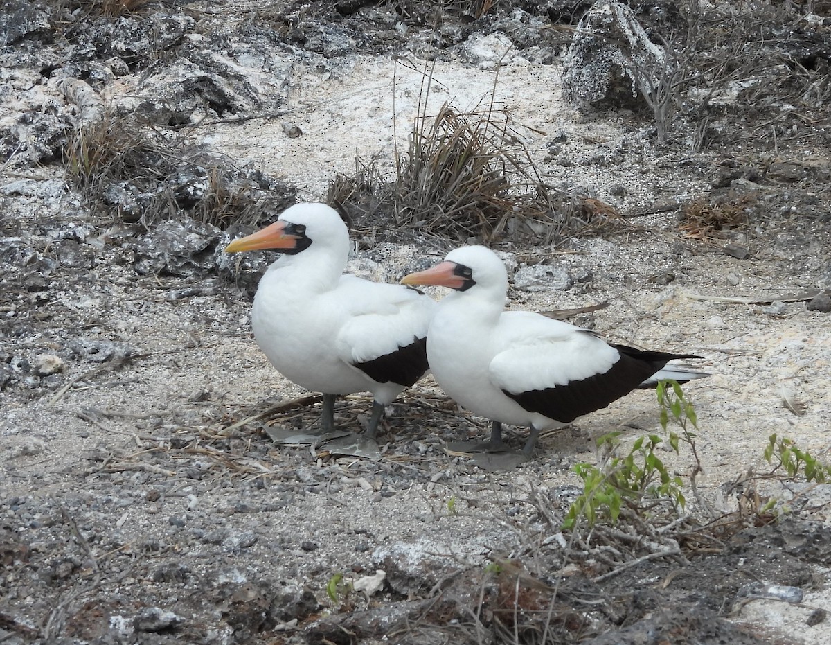Nazca Booby - ML628351255