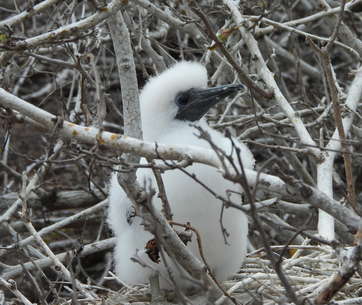 Nazca Booby - ML628351256