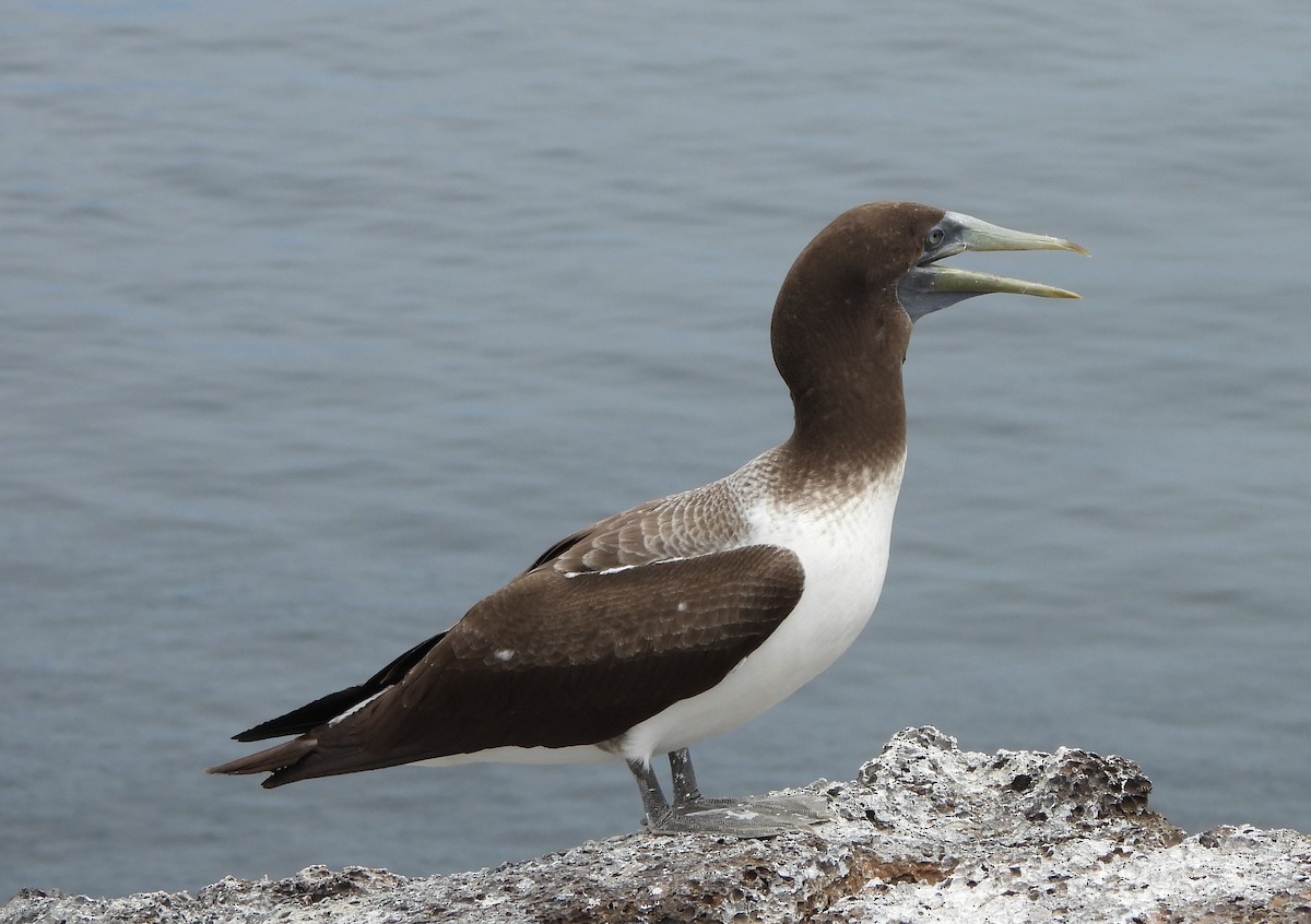 Nazca Booby - ML628351257