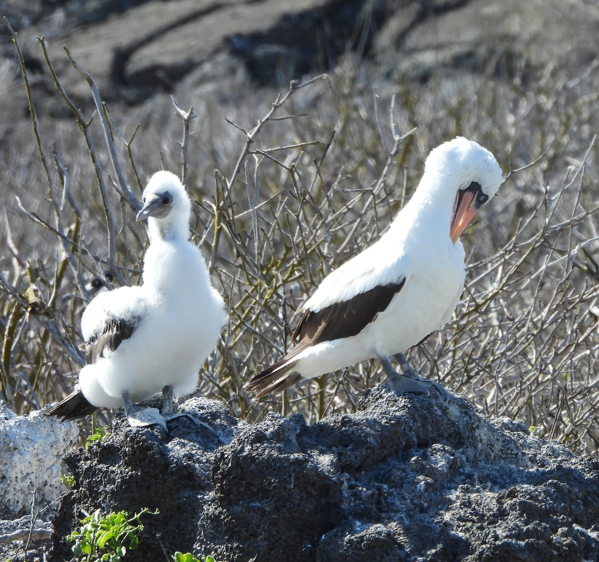Nazca Booby - ML628351258