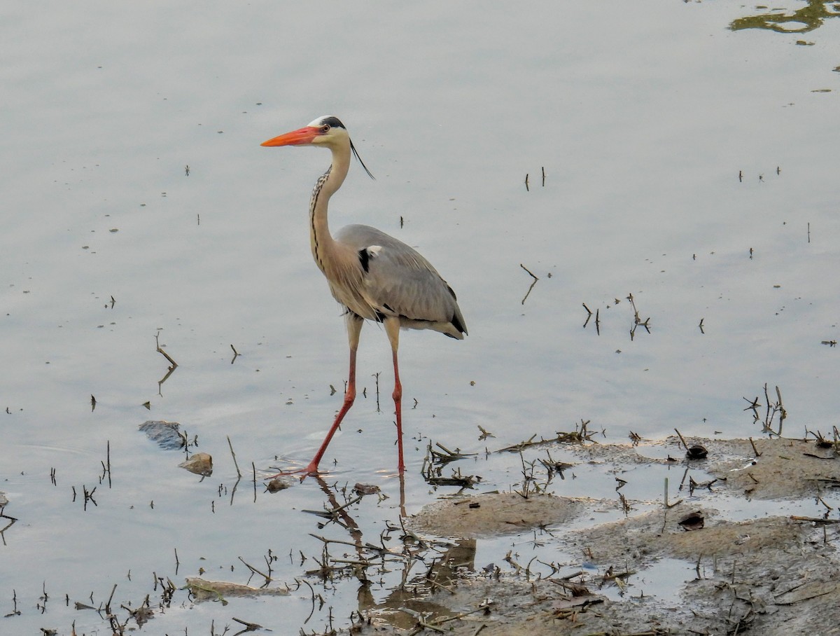 Gray Heron - ML628351402