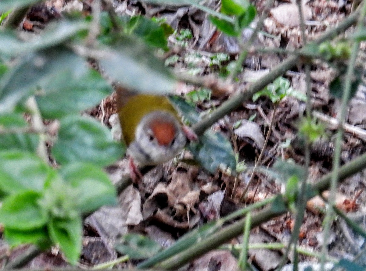 Common Tailorbird - ML628351438