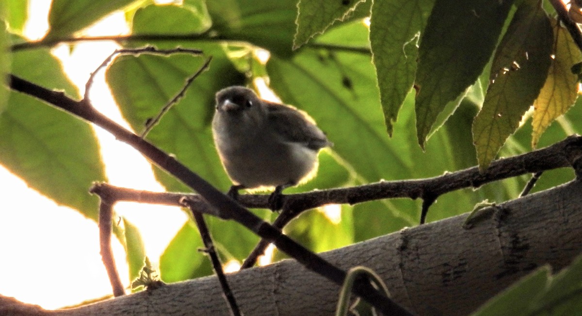 Pale-billed Flowerpecker - ML628351449