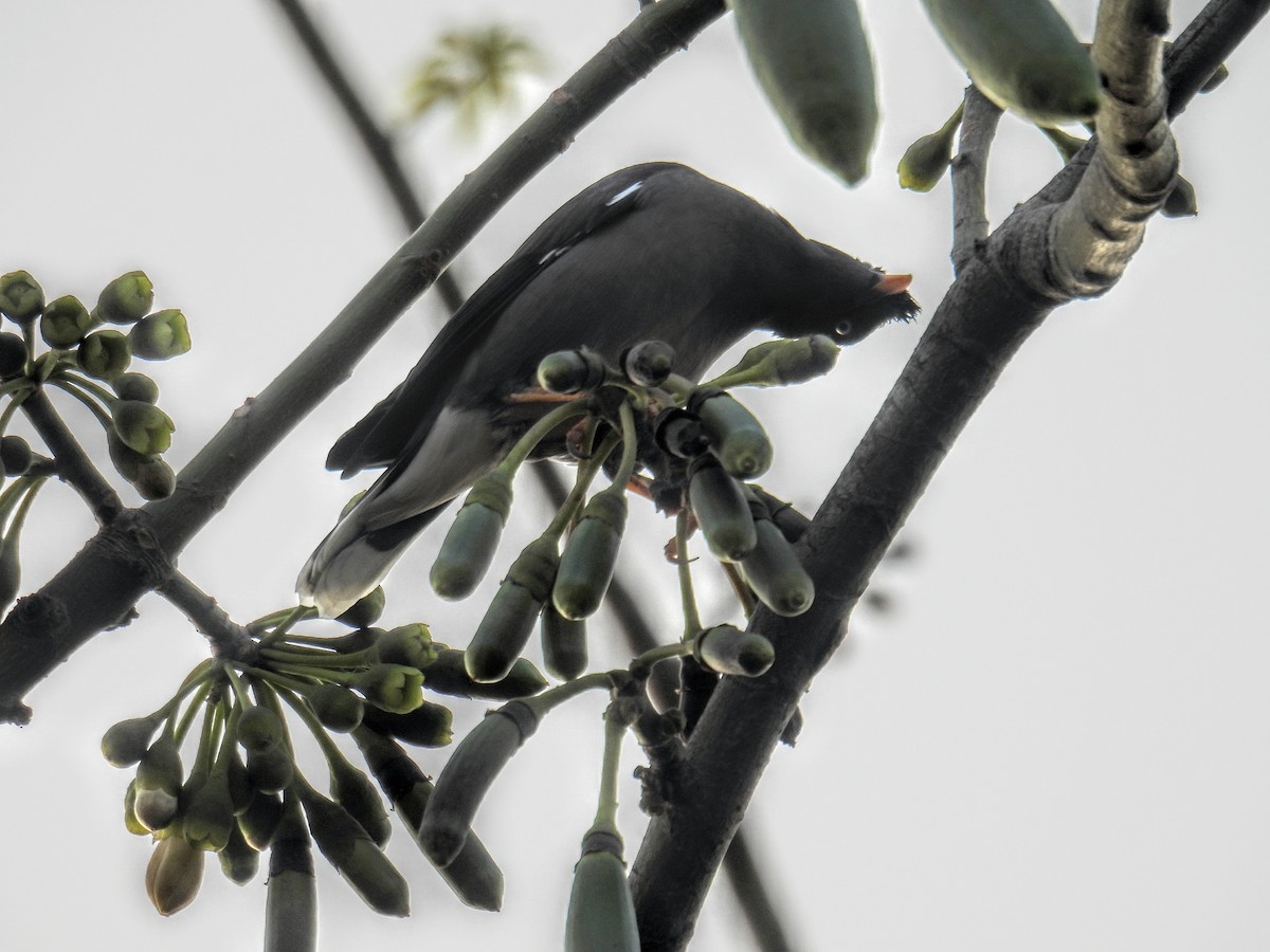 Jungle Myna - ML628351463